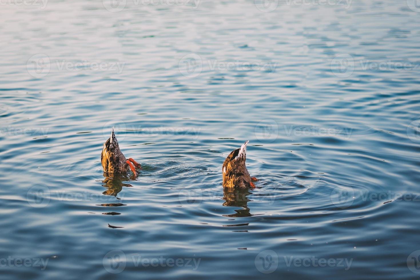 twee wilde eend eenden duiken in het water van het meer foto