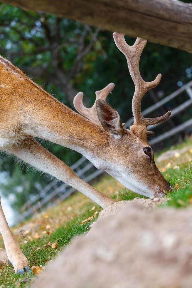 wilde herten natuurlijke habitat gezinsvriendelijk wildpark foto