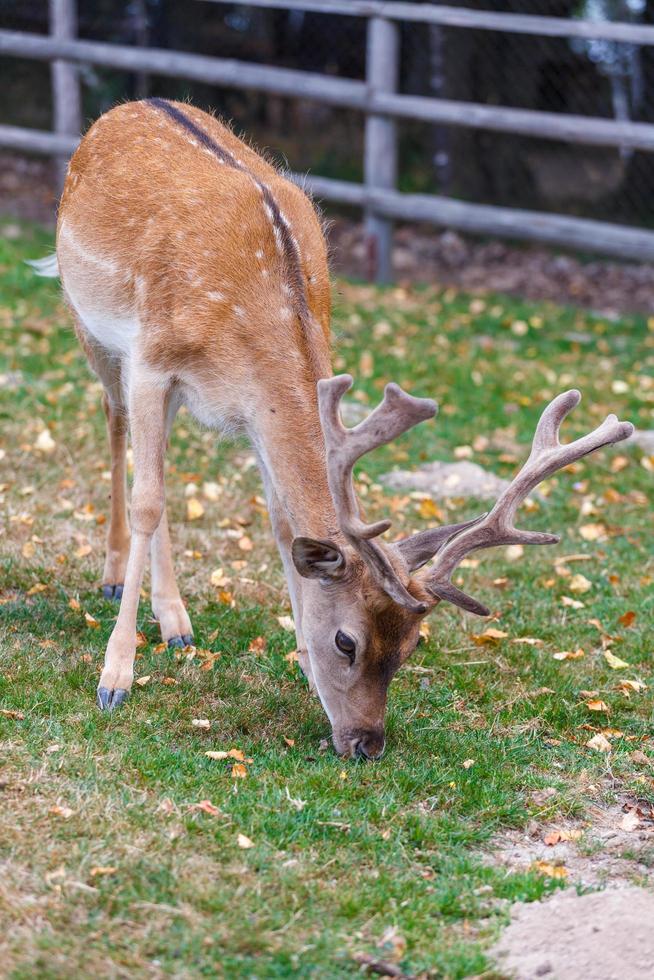 wilde herten natuurlijke habitat gezinsvriendelijk wildpark foto