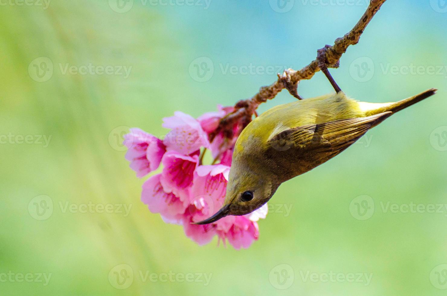 groene vogel blauwe achtergrond op de kersenbloesems foto