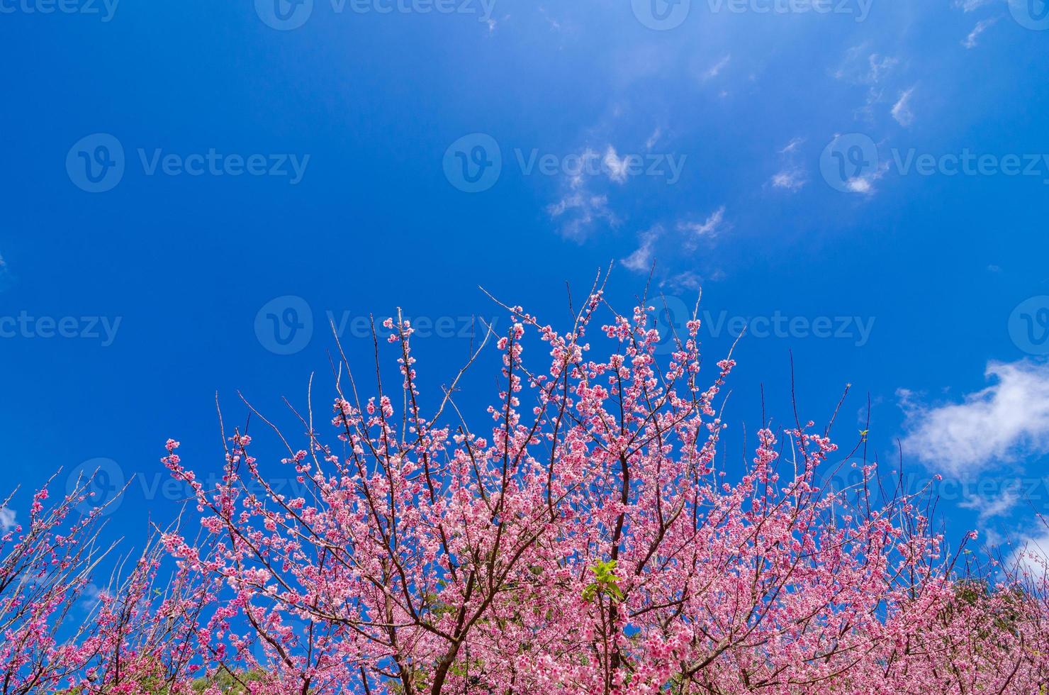 sakura blauwe achtergrond angkhang chiang mai thailand foto