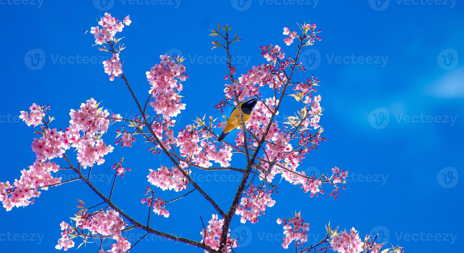 gele vogel blauwe achtergrond neergestreken op de takken sakura foto