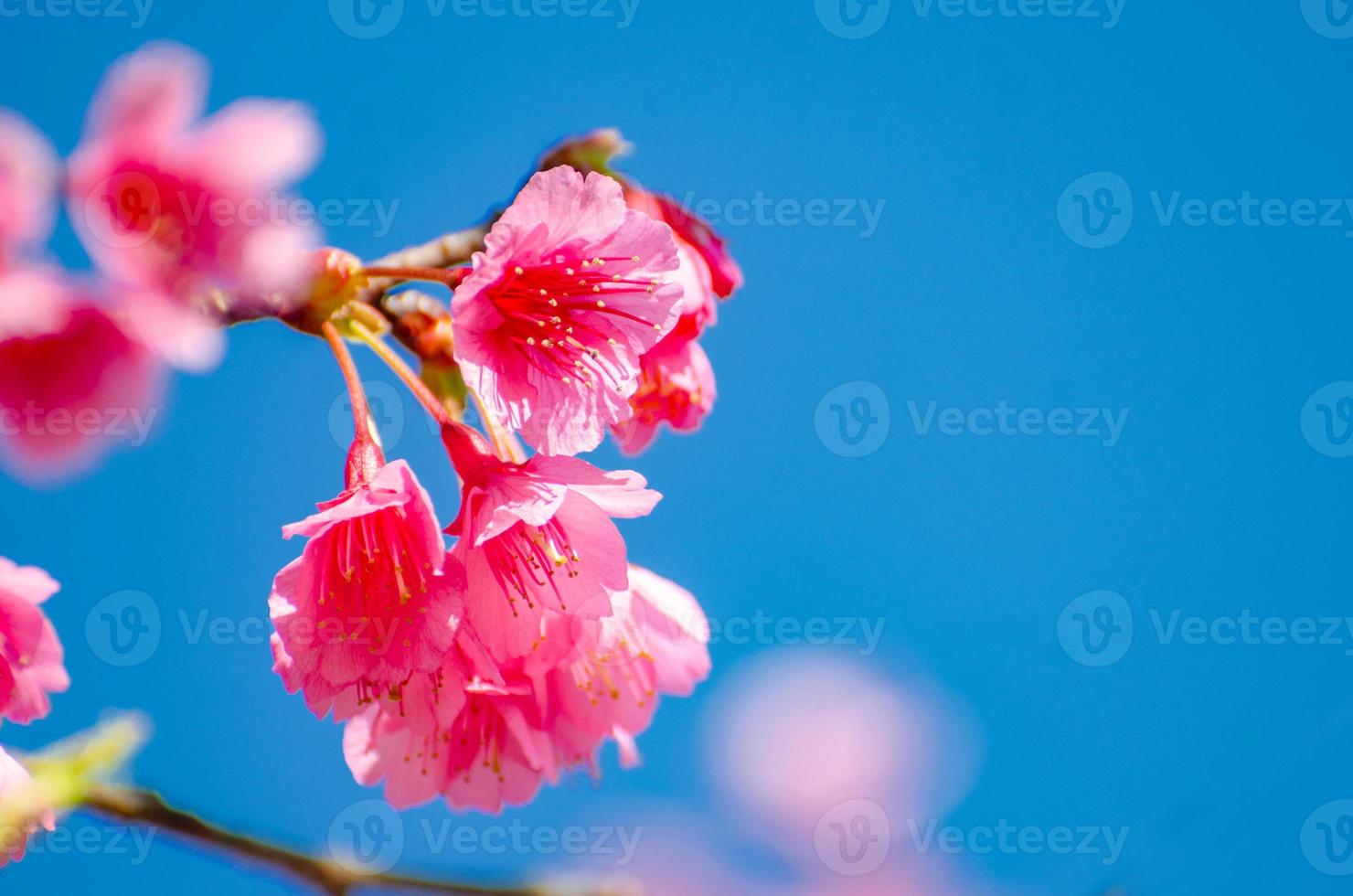 sakura blauwe achtergrond angkhang chiang mai thailand foto