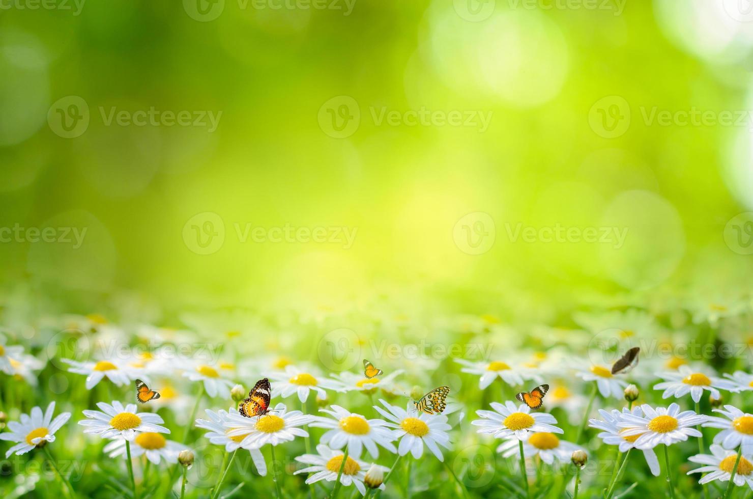 bloem blad achtergrond bokeh vervagen groene achtergrond foto