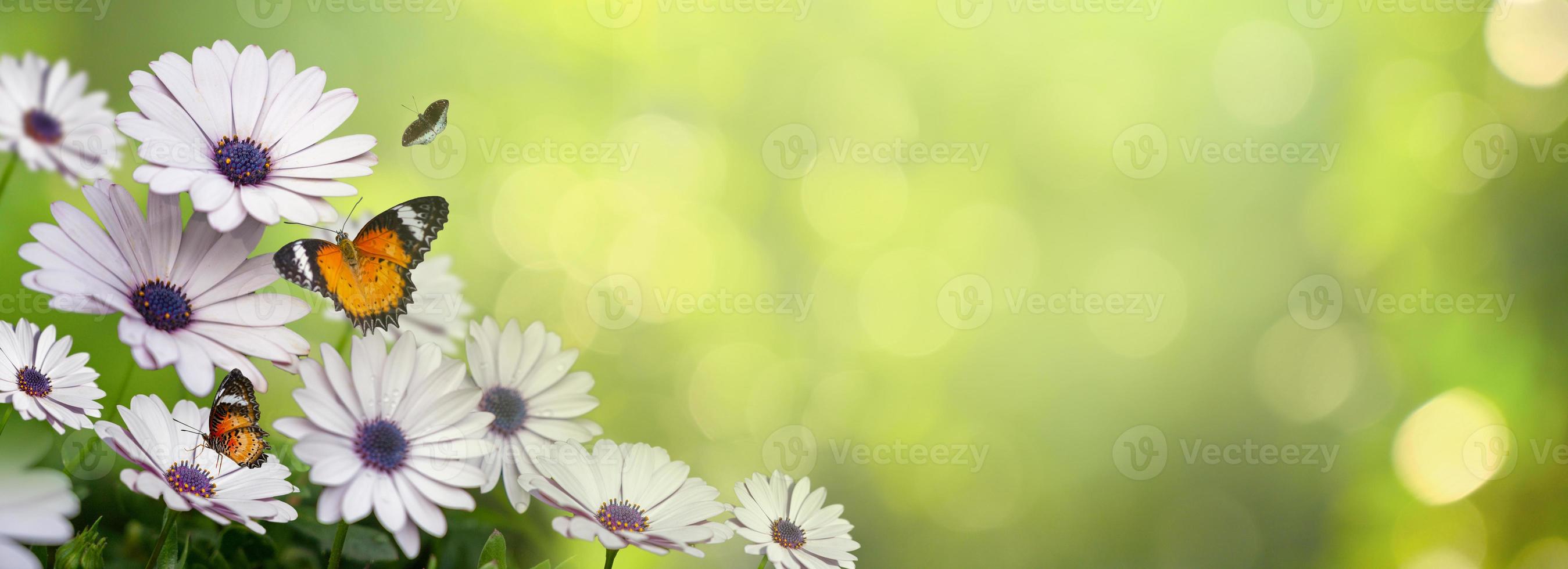 bloem blad achtergrond bokeh vervagen groene achtergrond foto