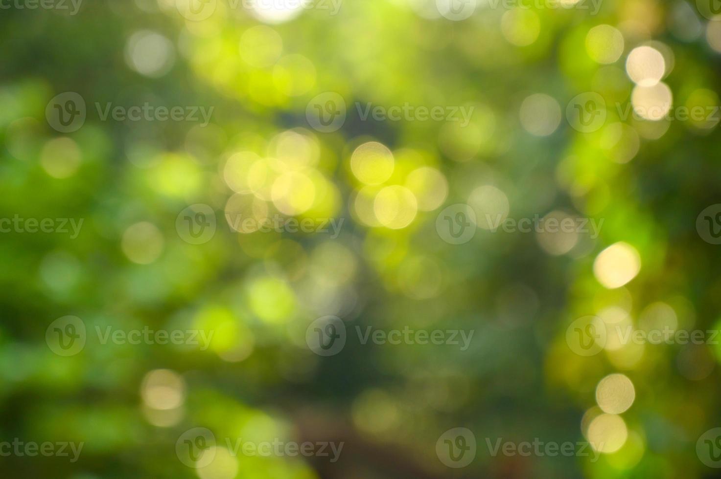 bokeh vervagen groene achtergrond green foto