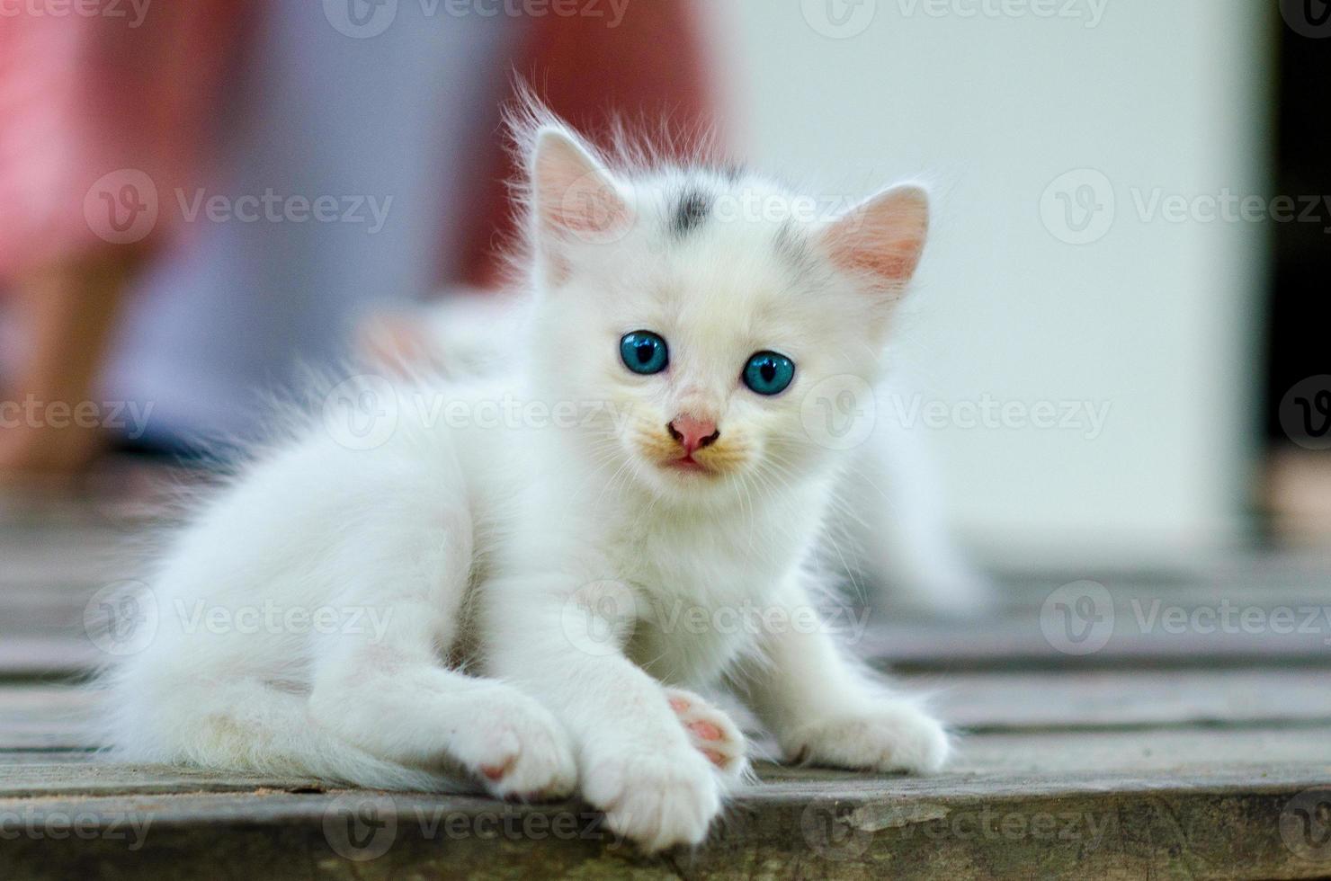 kat wit kitten achtergrond wazig blauwe ogen foto