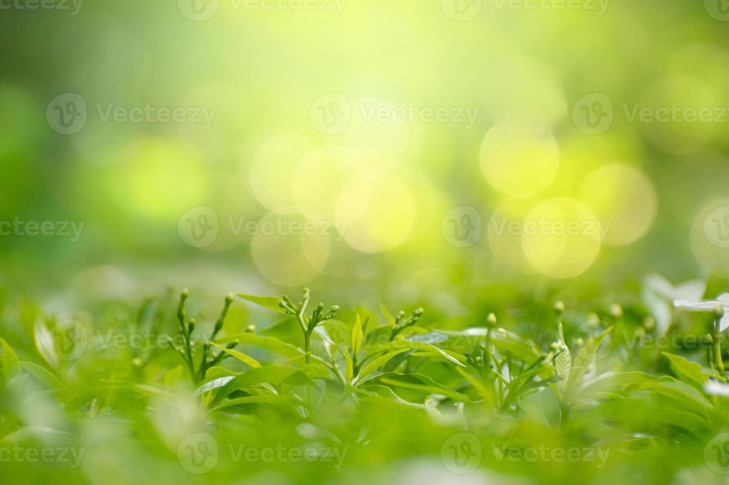 blad achtergrond bokeh vervagen groene achtergrond foto