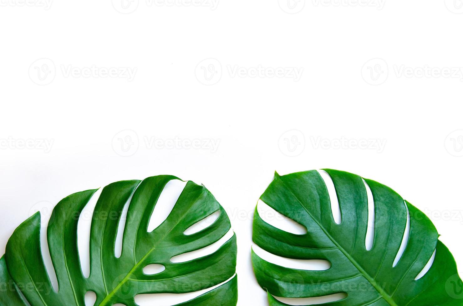 monstera bladeren bladeren met isolaat op witte achtergrond bladeren op wit foto
