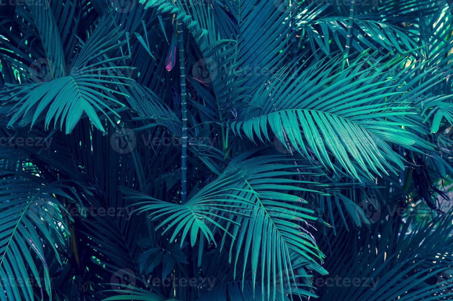 bladeren abstract palm tropische bladeren kleurrijk bloem op donker tropisch gebladerte natuur achtergrond donkerblauw gebladerte nature foto