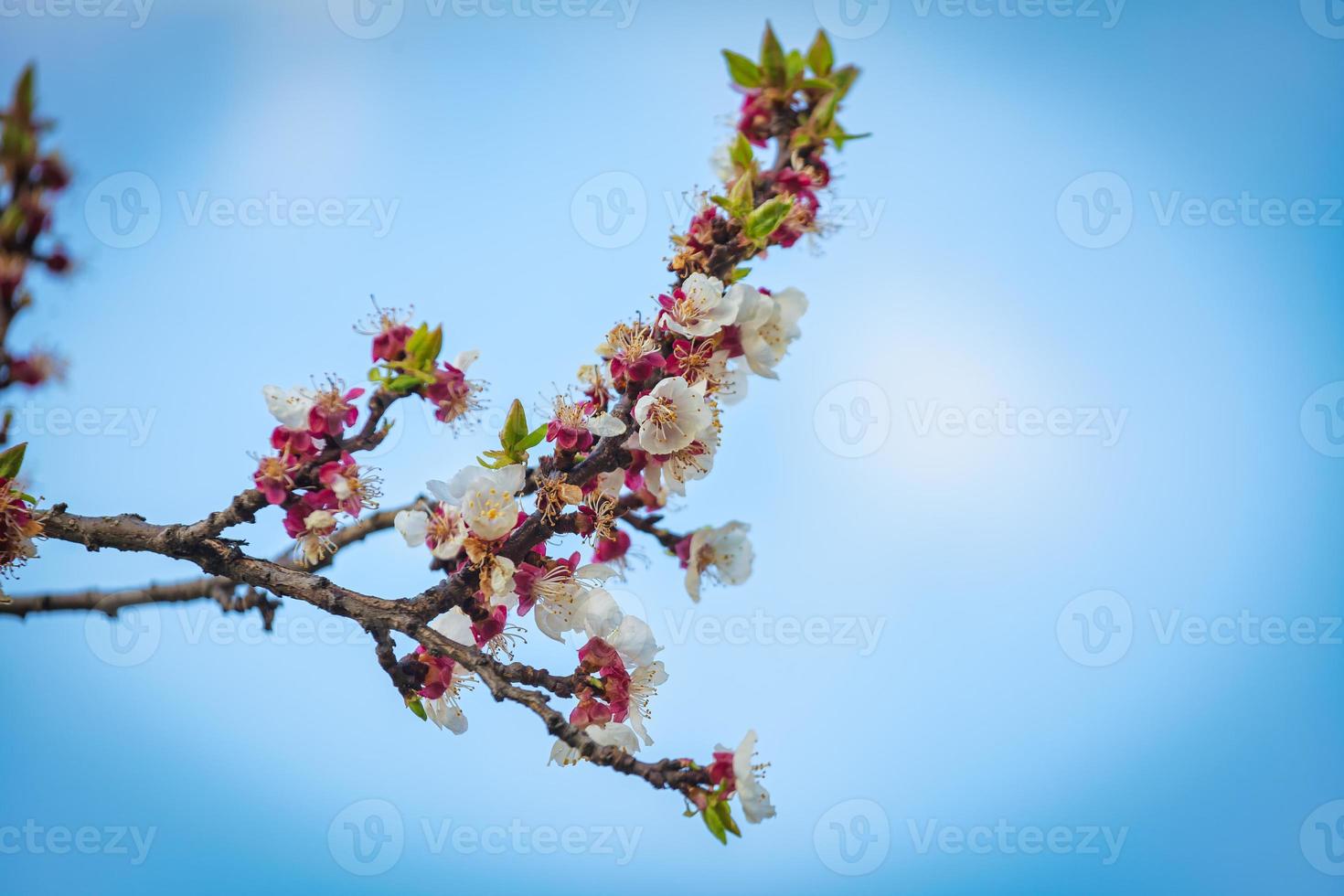 bloeiende takken van een abrikozenboom foto