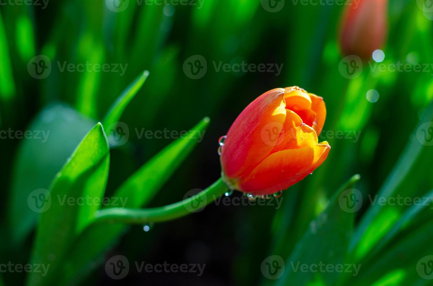 de roodgele tulpenvelden staan vol in bloei foto