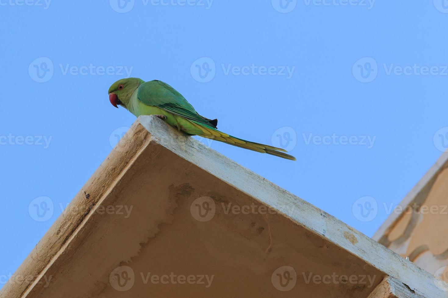 roze geringde parkiet psittacula krameri khandela rajasthan india foto