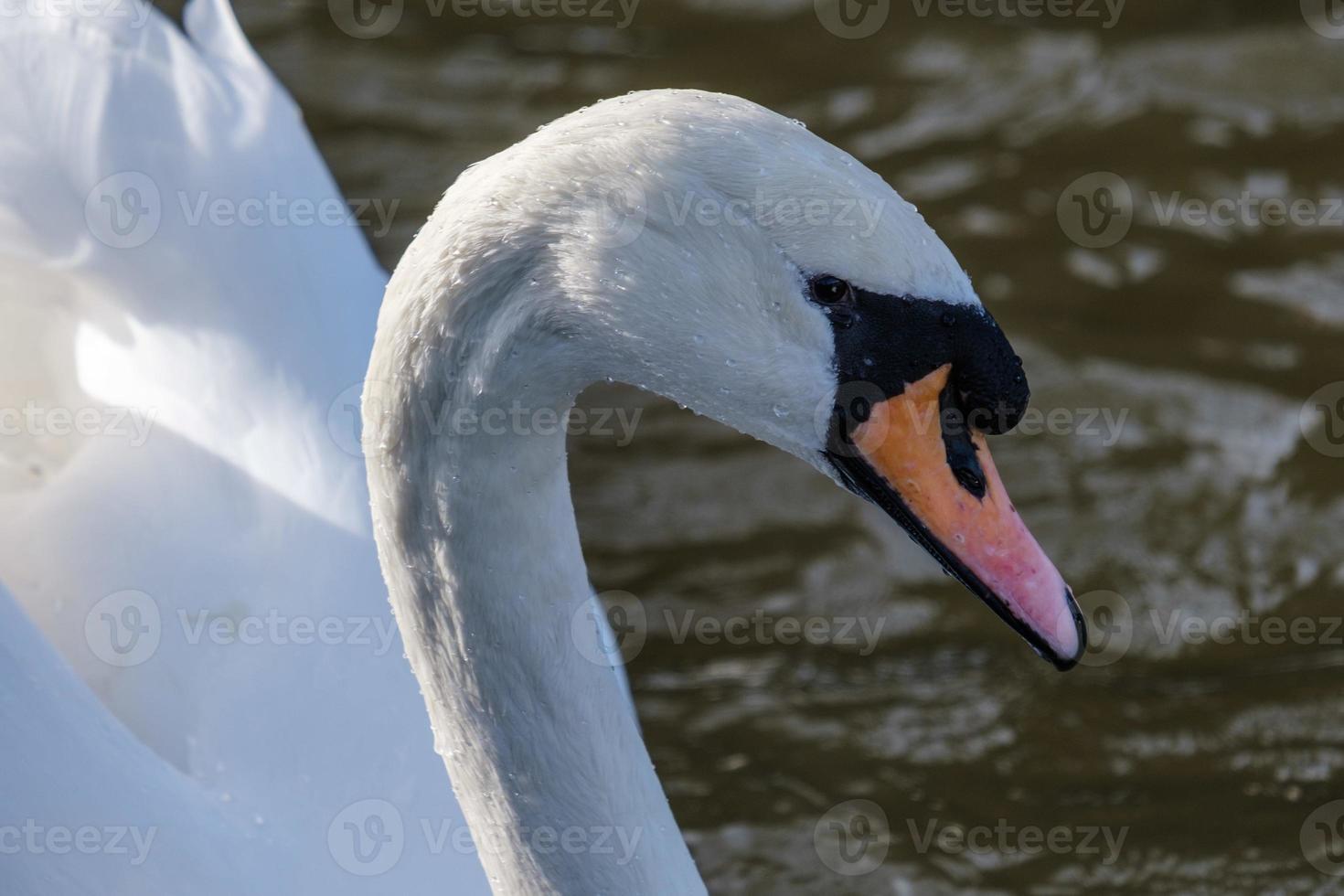 knobbelzwaan cygnus olor belfast waterwerken noord-ierland uk foto