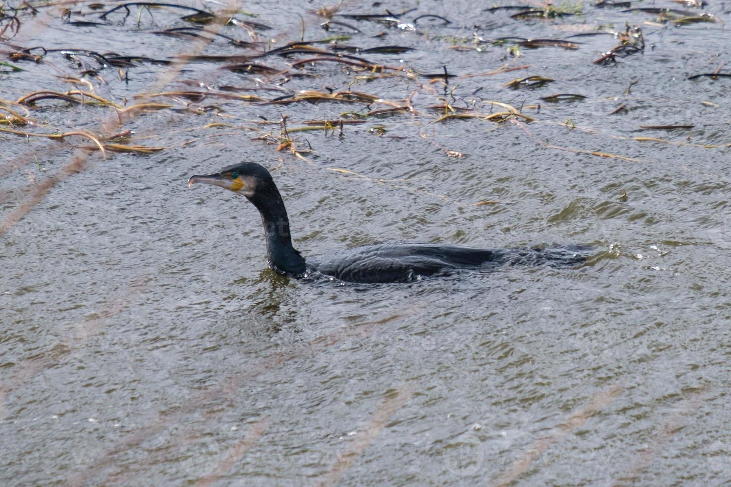 aalscholver phalacrocorax carbo belfast waterwerken noord-ierland uk foto