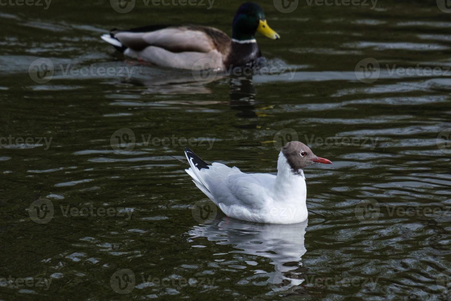 meeuw chroicocephalus ridibundus lagan rivier noord-ierland uk foto