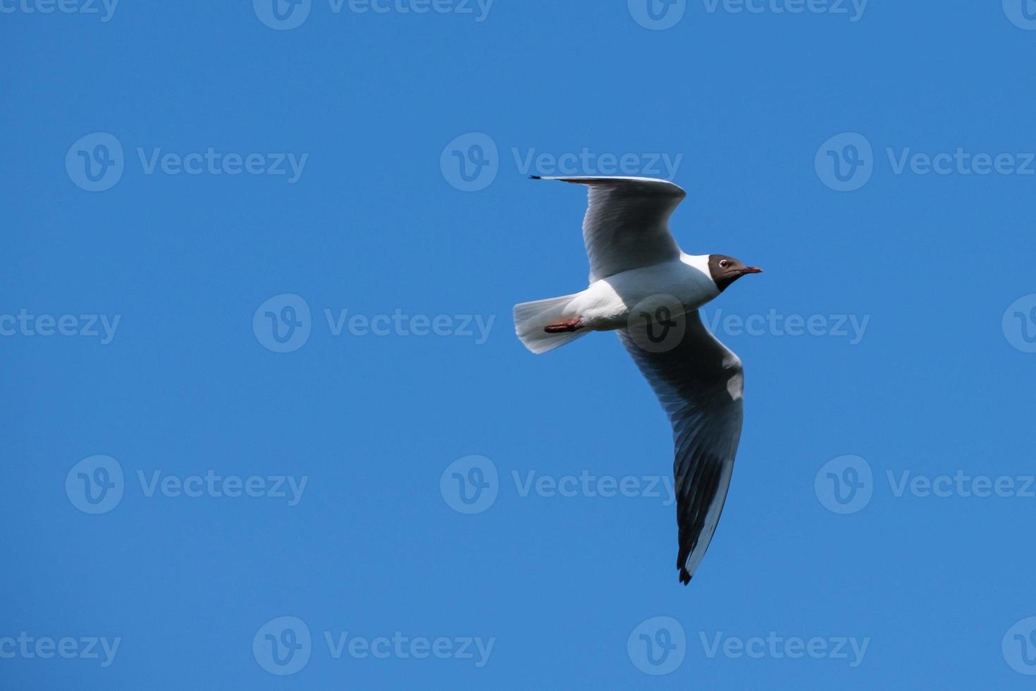 meeuw chroicocephalus ridibundus lagan rivier noord-ierland uk foto