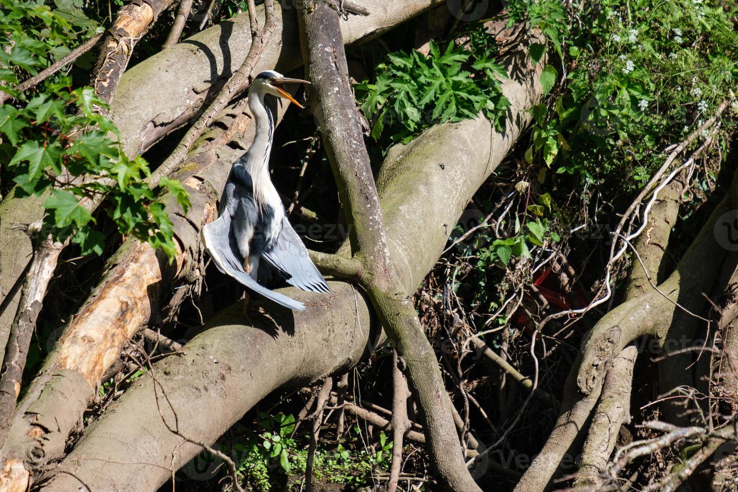 grijze reiger ardea cinerea lagan rivier belfast noord-ierland uk foto