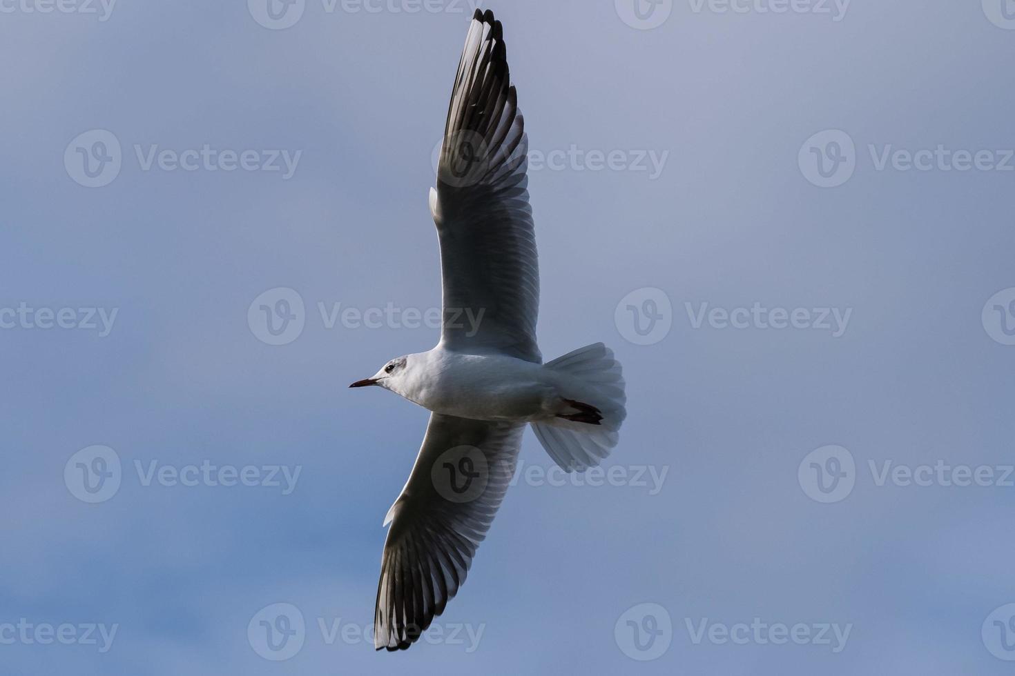 meeuw chroicocephalus ridibundus belfast waterwerken noord-ierland uk foto