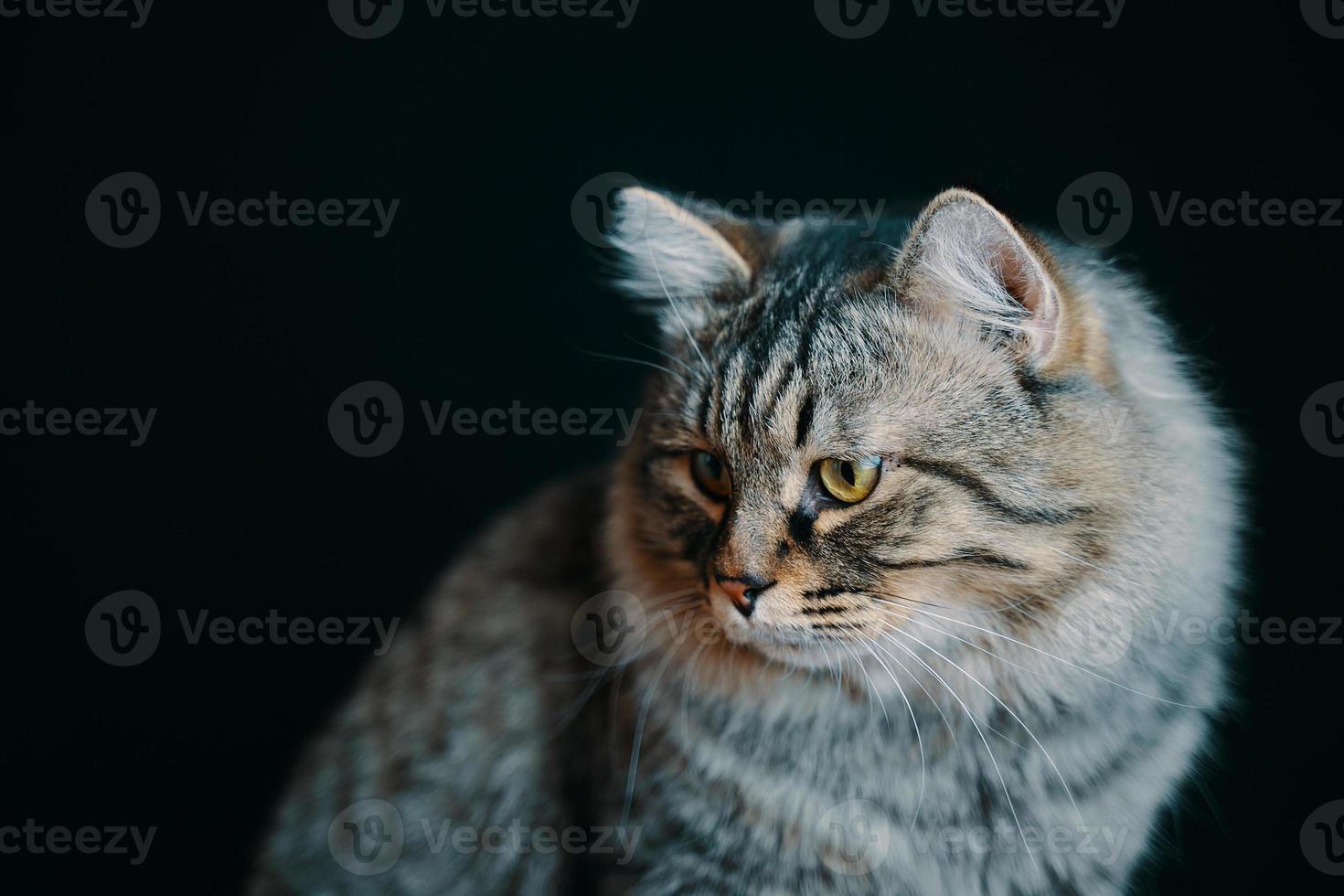 kleine gestreepte poes op donkere achtergrond foto