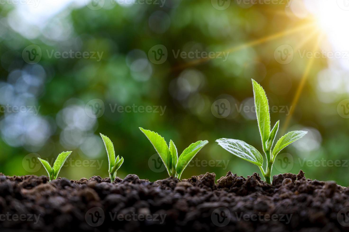 ontwikkeling van zaailing groei aanplant zaailingen jonge plant in de ochtend licht op natuur achtergrond foto