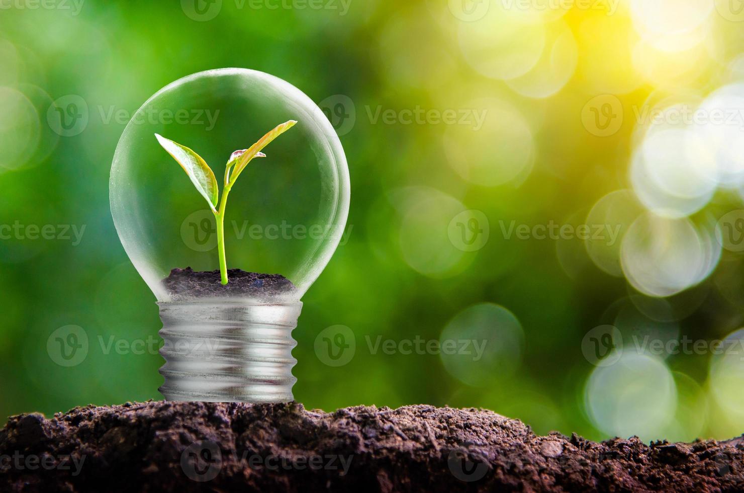 de bol zit aan de binnenkant met bladeren bos en de bomen staan in het licht. concepten van milieubehoud en het broeikaseffect dat in de gloeilamp over droog groeit over foto