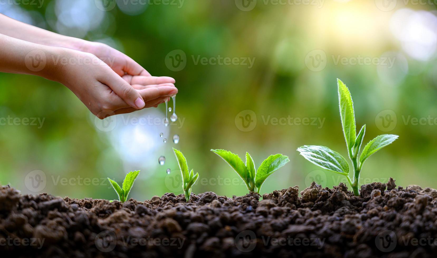 in de handen van bomen die zaailingen kweken. bokeh groene achtergrond vrouwelijke hand met boom op natuur veld gras bosbehoud concept foto