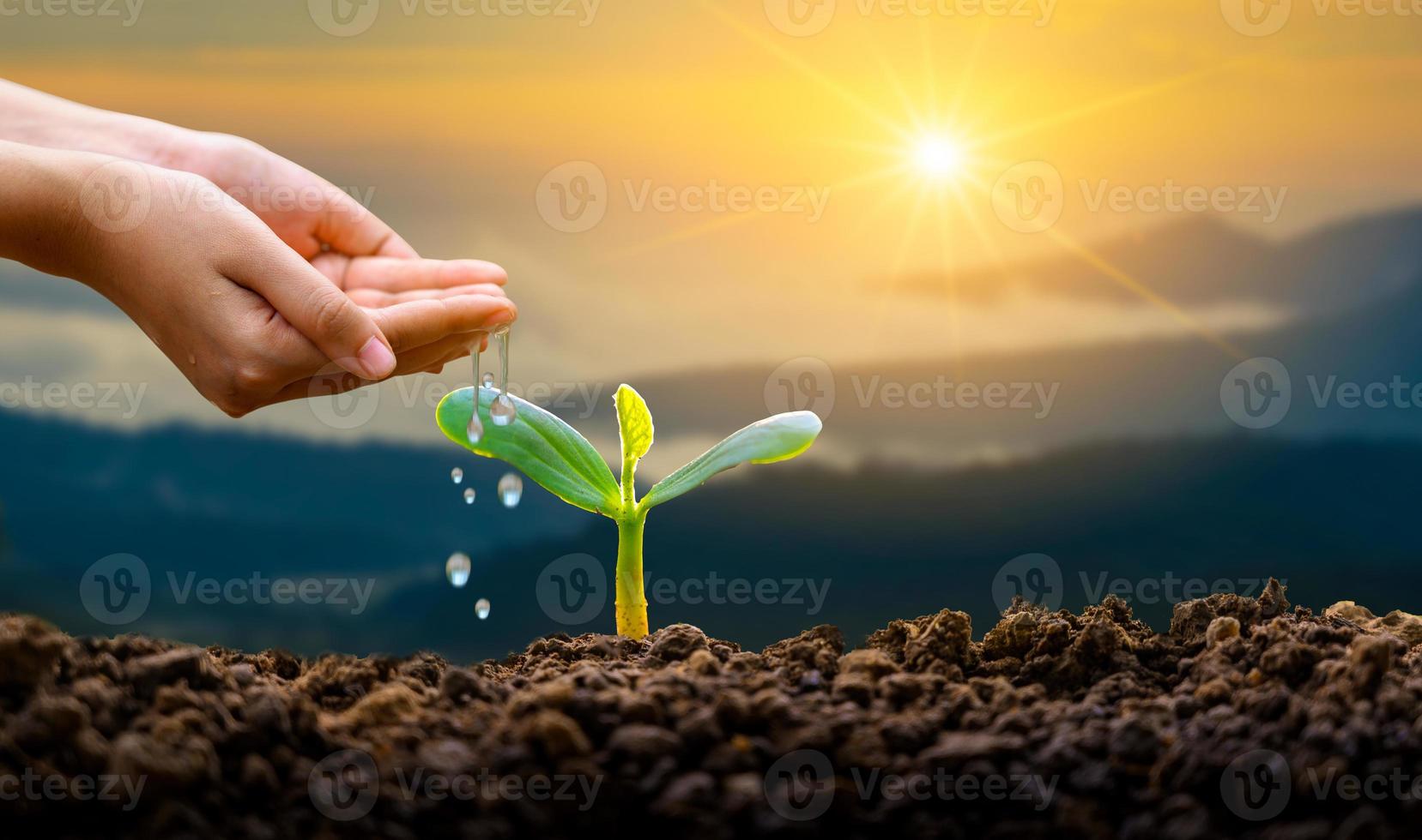 hand water planten boom berg groene achtergrond vrouwelijke hand met boom op natuur veld gras bosbehoud concept foto