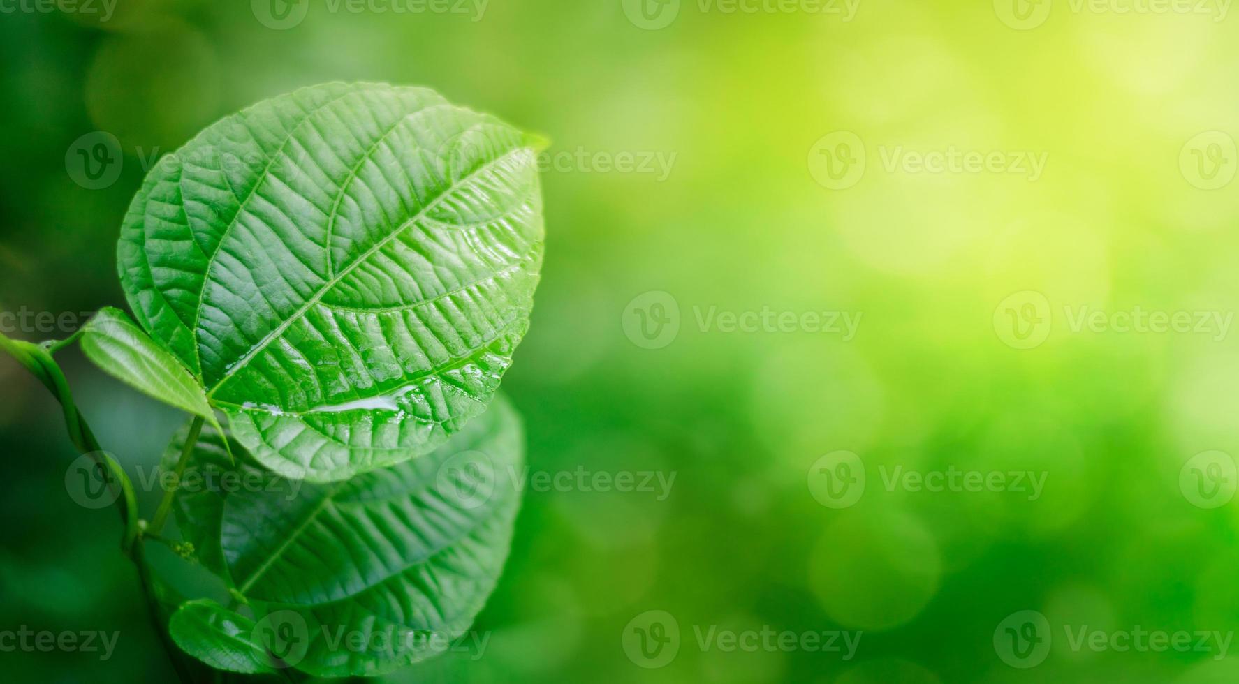 bladeren achtergrond wazig groene bladeren hebben vrije ruimte foto