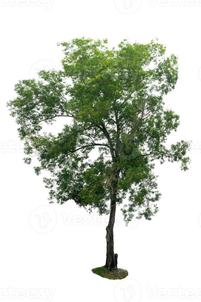 geïsoleerde bomen op een witte achtergrond vroeg foto