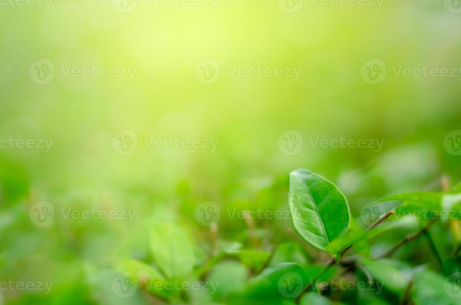 bladeren vervagen vers groen gras ondiepe dof natuurlijke groene planten landschap gebruiken als achtergrond of behang foto