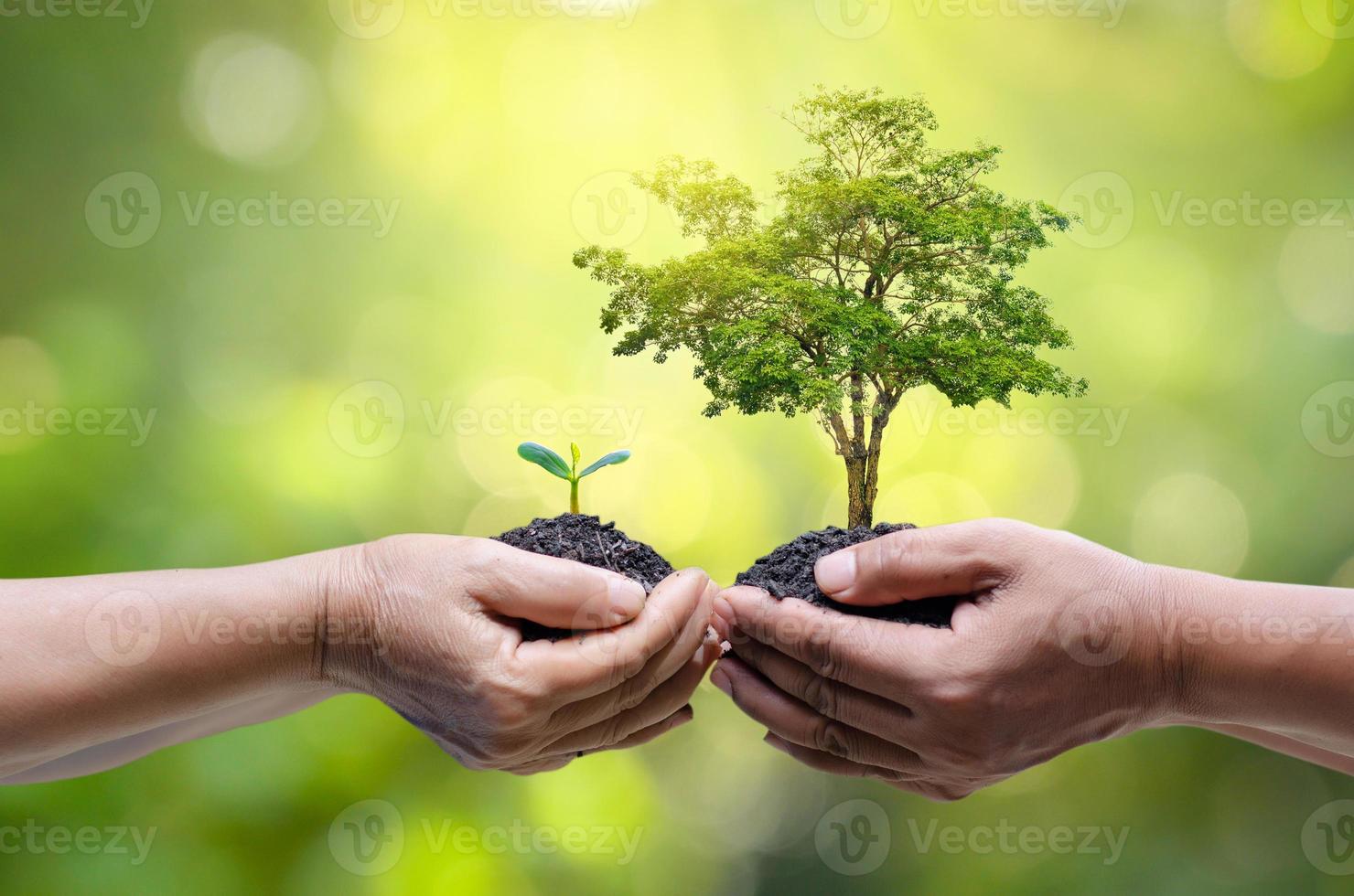 milieu aarde dag in de handen van bomen die zaailingen kweken. bokeh groene achtergrond vrouwelijke hand met boom op natuur veld gras bosbehoud concept foto