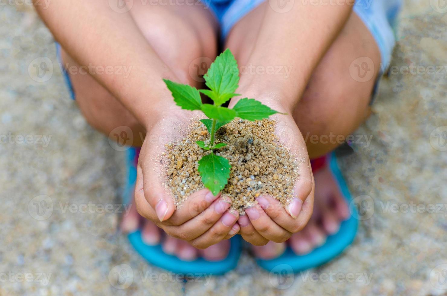 in de handen van bomen die zaailingen kweken. bokeh groene achtergrond vrouwelijke hand met boom op natuur veld gras bosbehoud concept foto