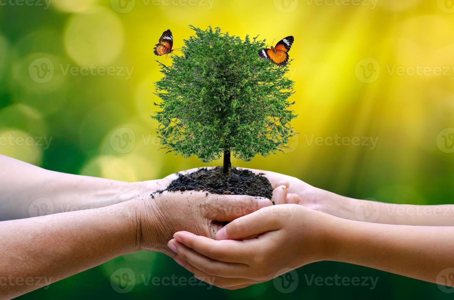 milieu aarde dag in de handen van bomen die zaailingen kweken. bokeh groene achtergrond vrouwelijke hand met boom op natuur veld gras bosbehoud concept foto