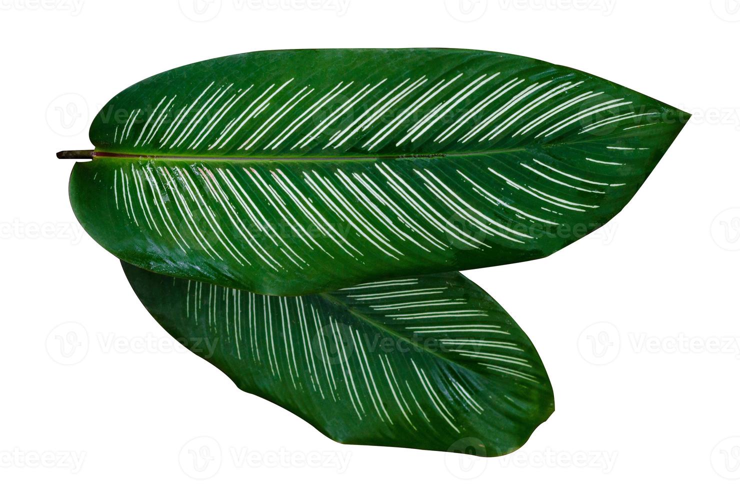 bladeren calathea ornata pin stripe achtergrond wit isolate foto