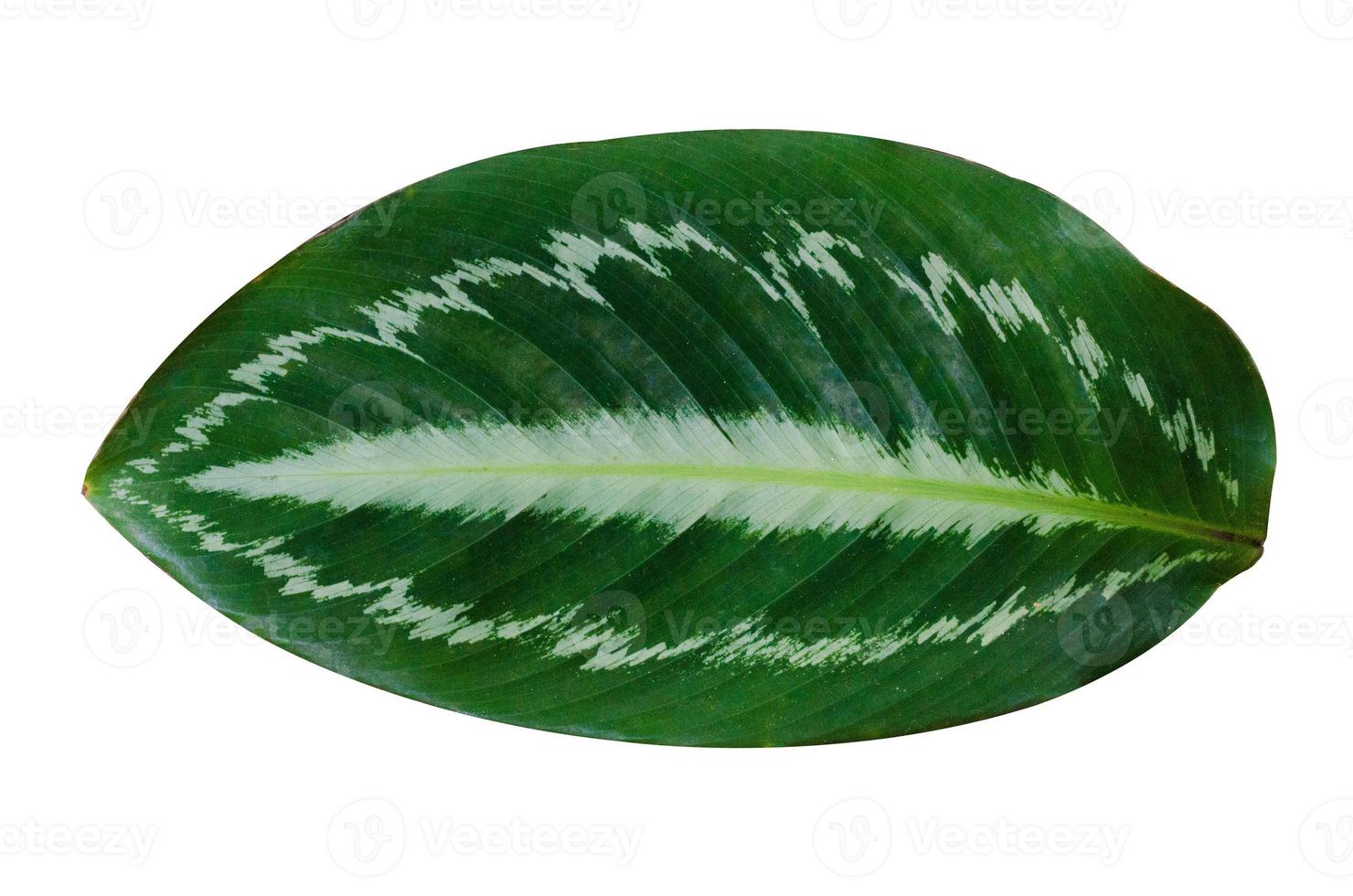 bladeren calathea ornata pin stripe achtergrond wit isolate foto