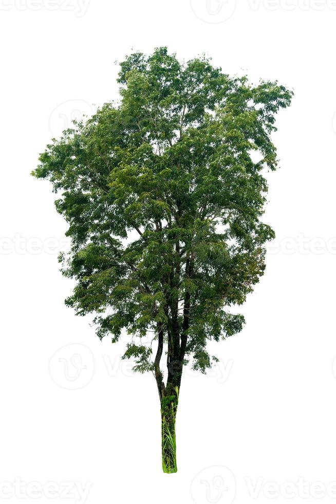 geïsoleerde bomen op witte achtergrond foto