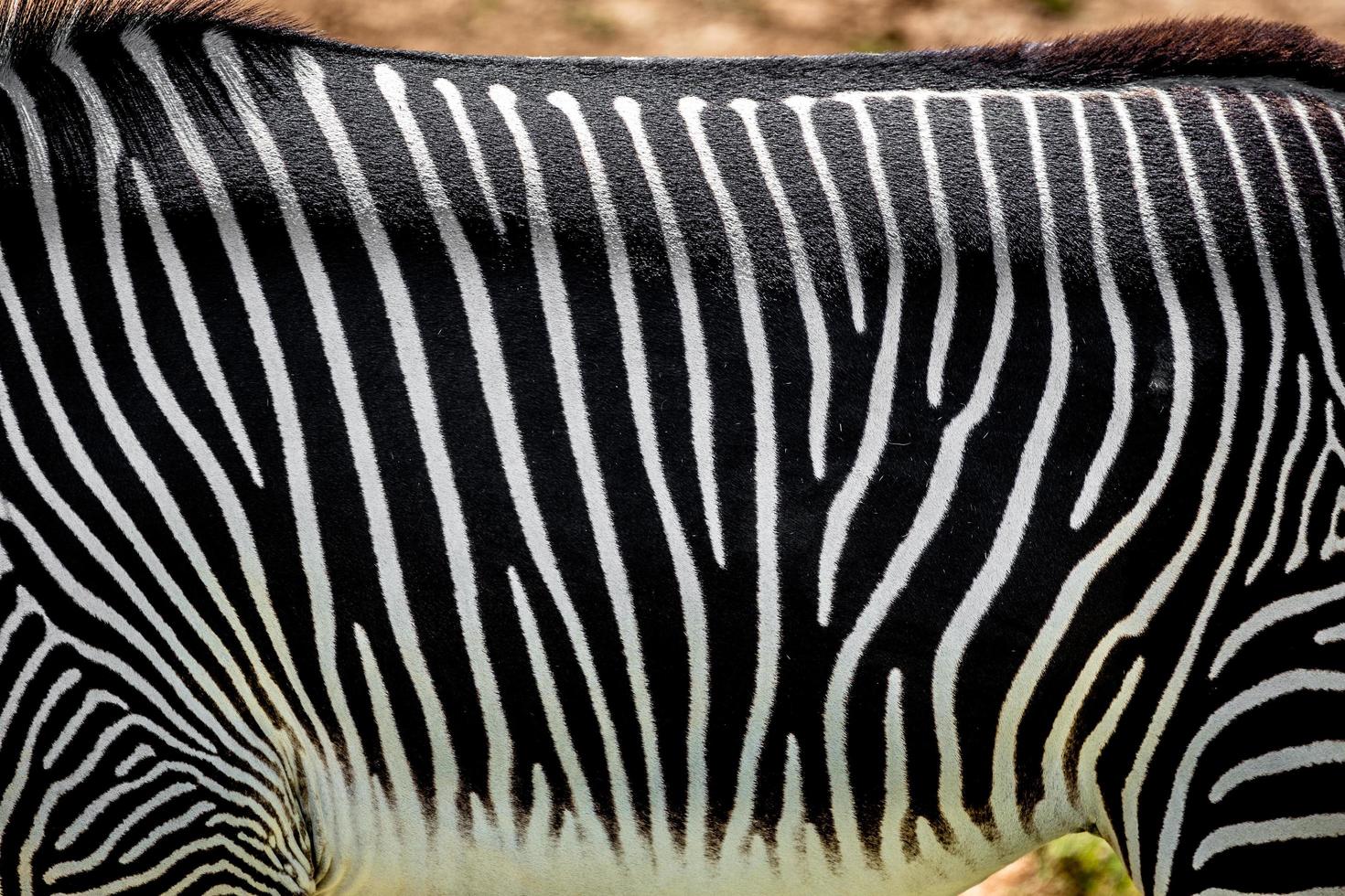 detail van zebrastrepen foto