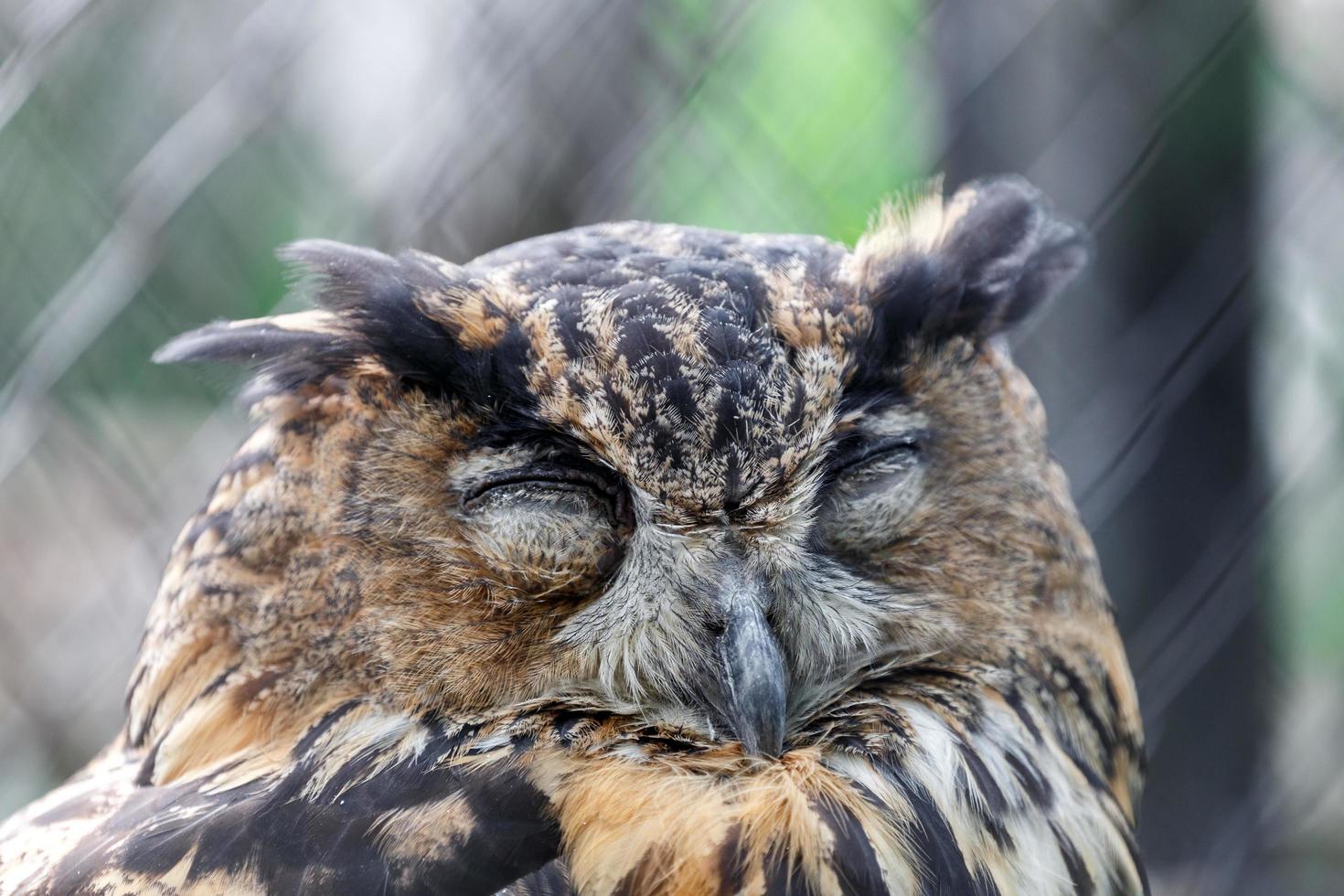 slapende uil in dierentuin foto