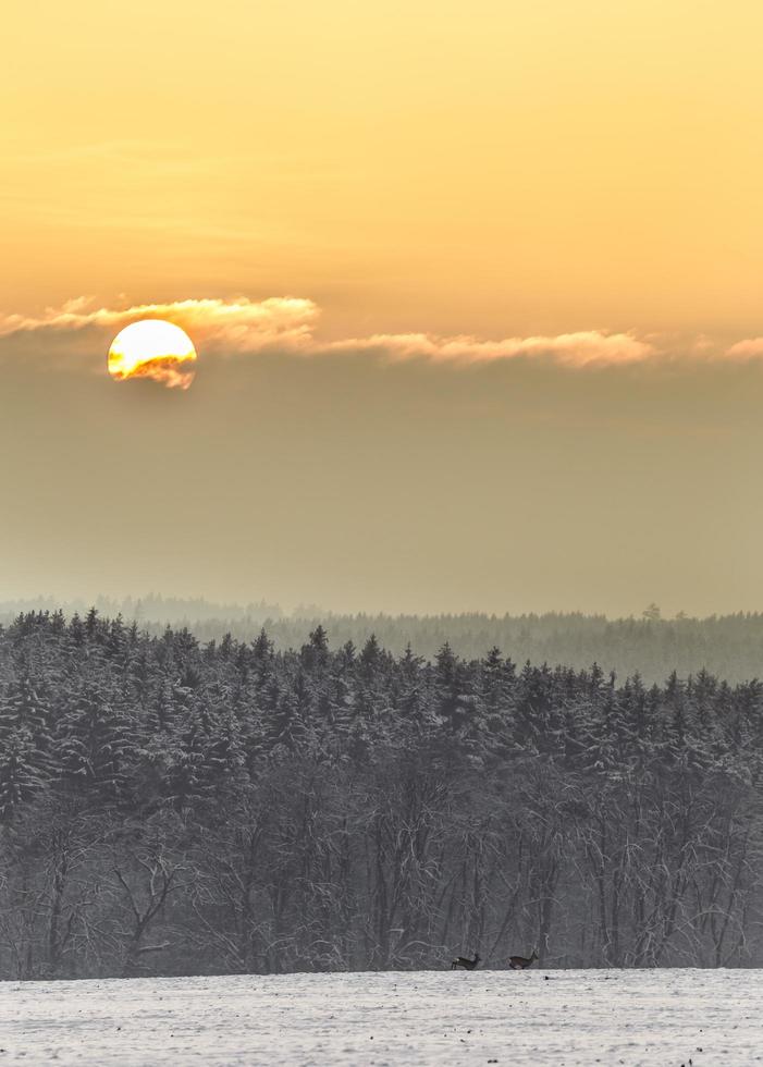 zonsondergang en reeën foto