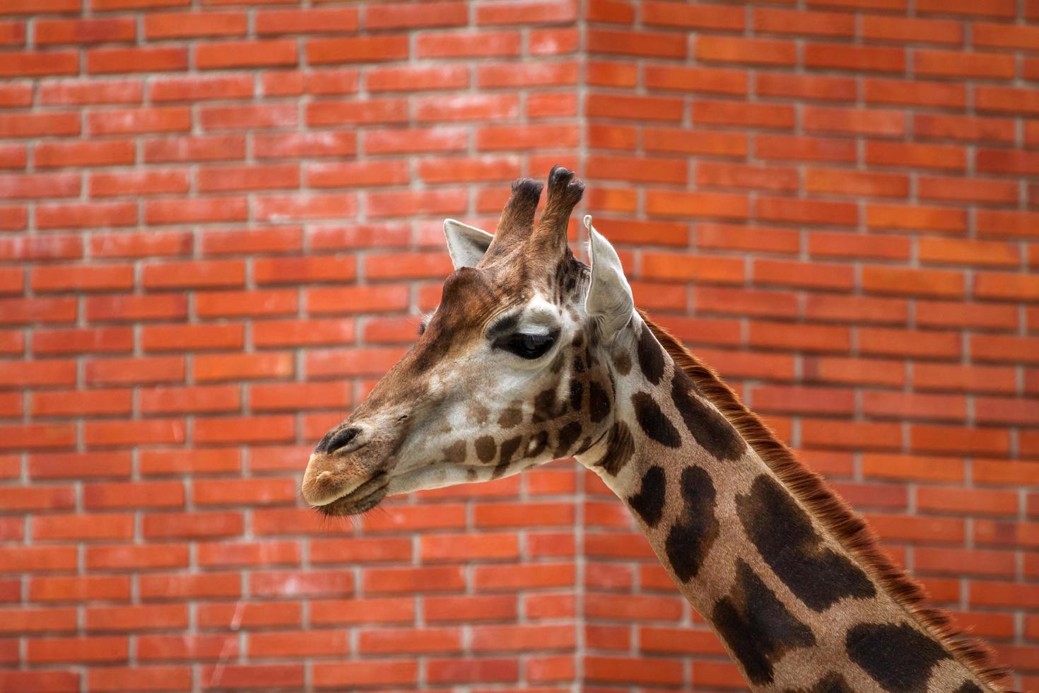 portret van giraffe foto