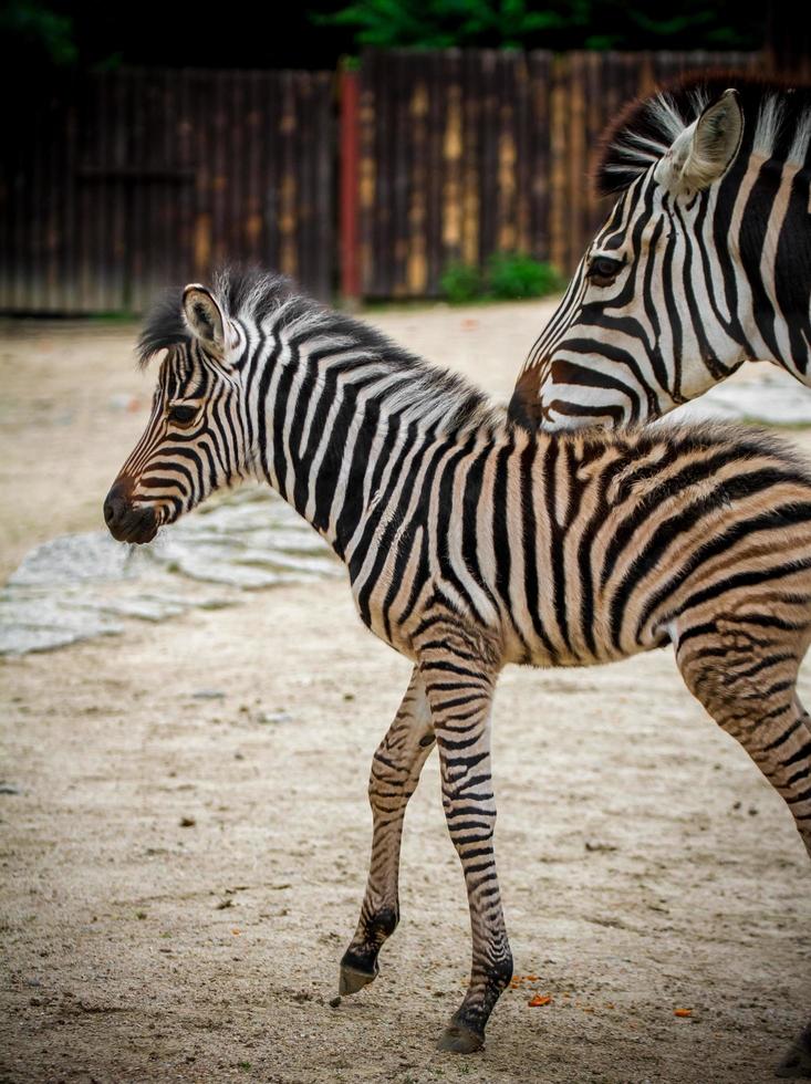 zebra in dierentuin foto
