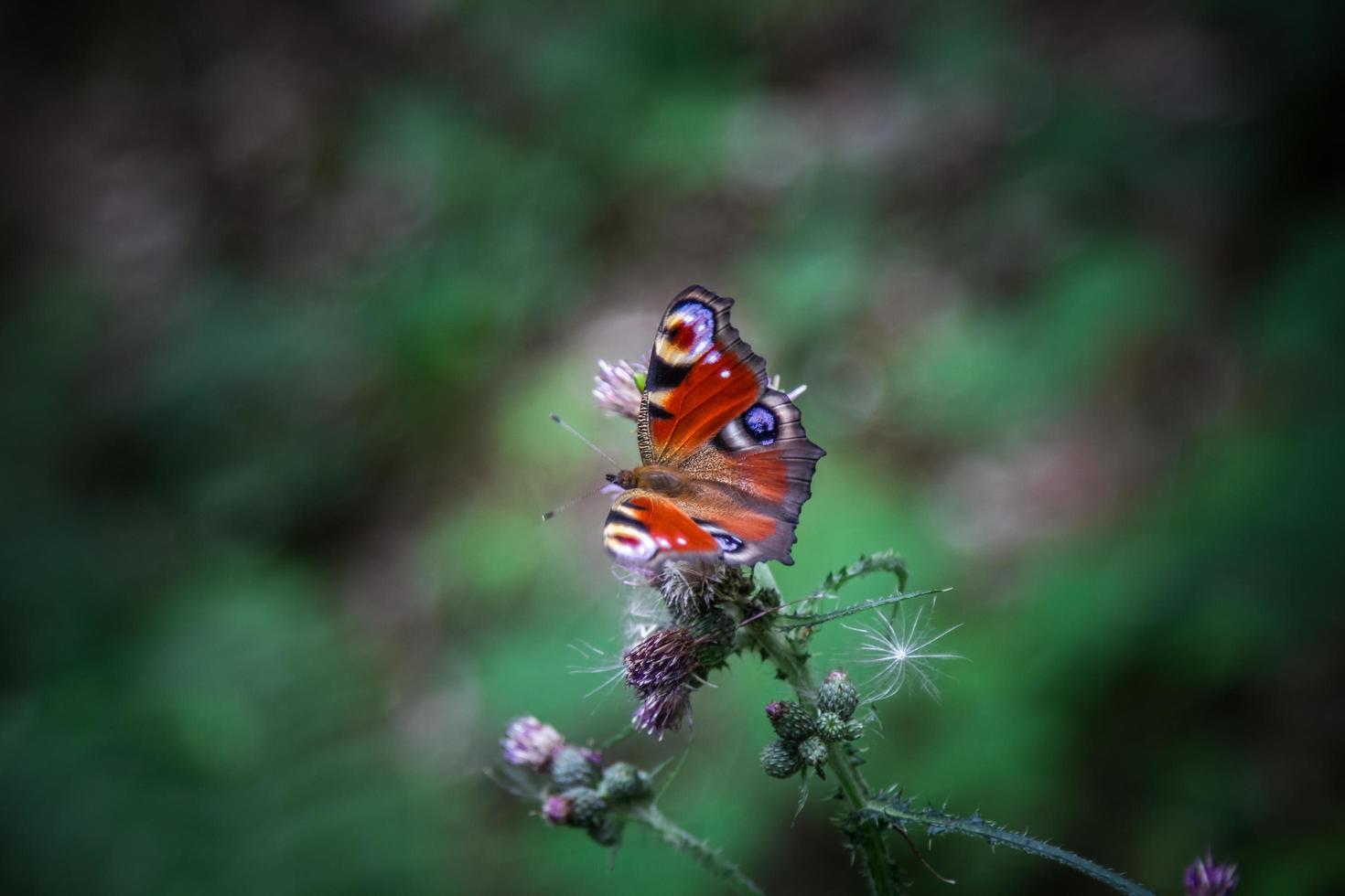 aglais io op plant foto