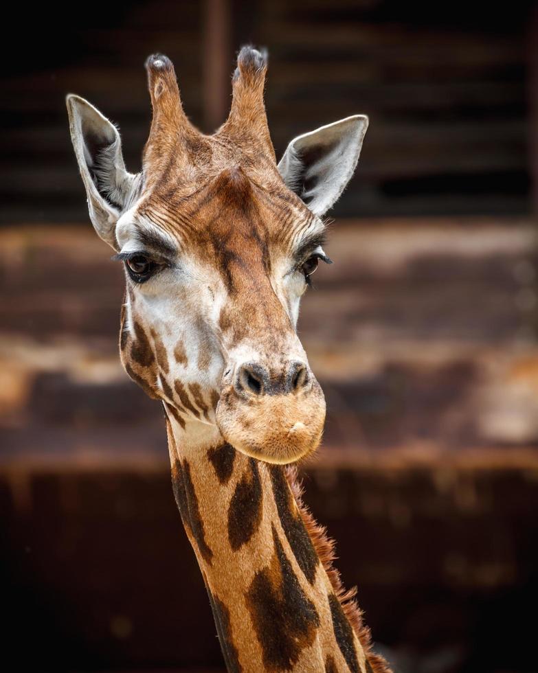 portret van giraffe foto