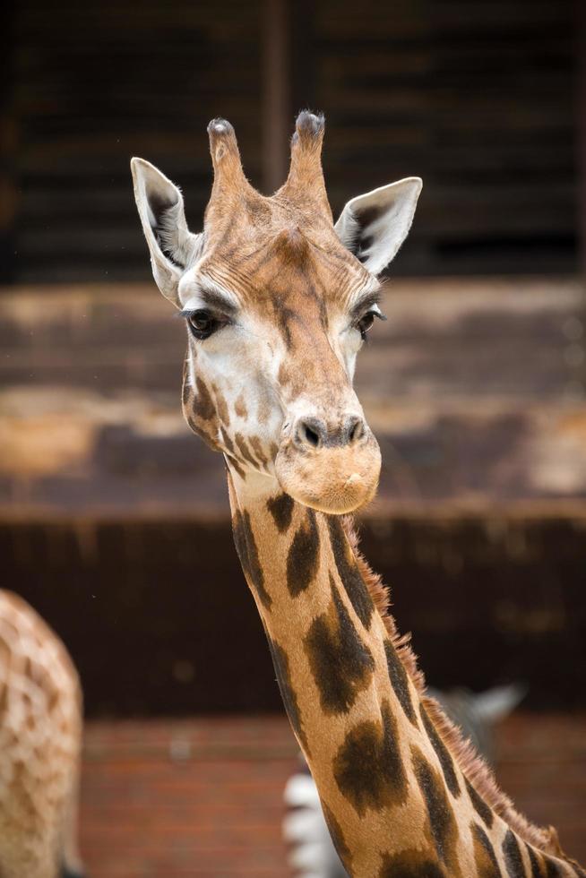 portret van giraffe foto