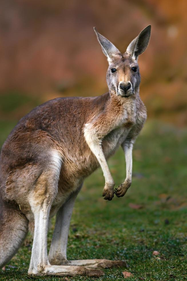 portret van kangoeroe foto