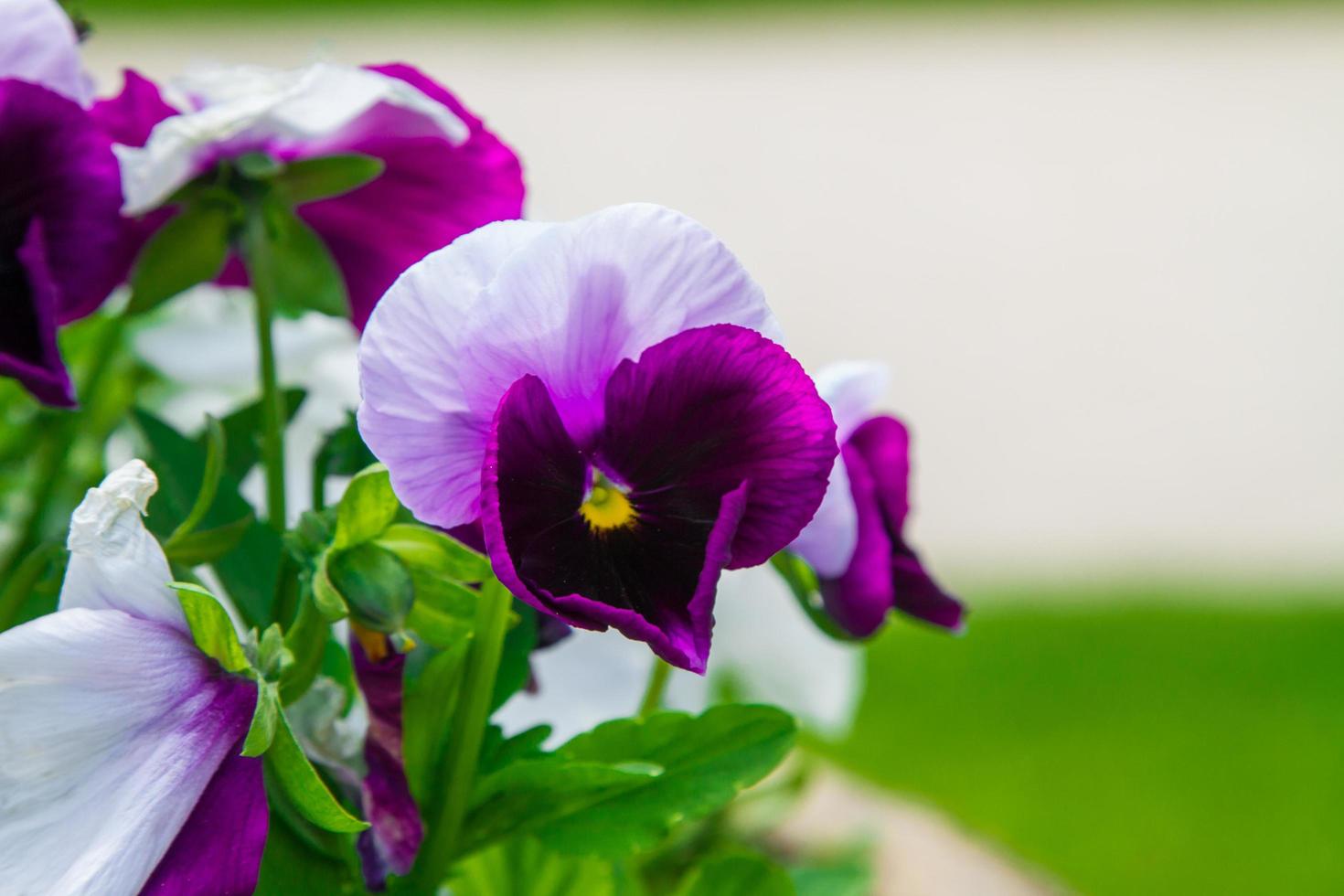 detail van tuinviooltje foto