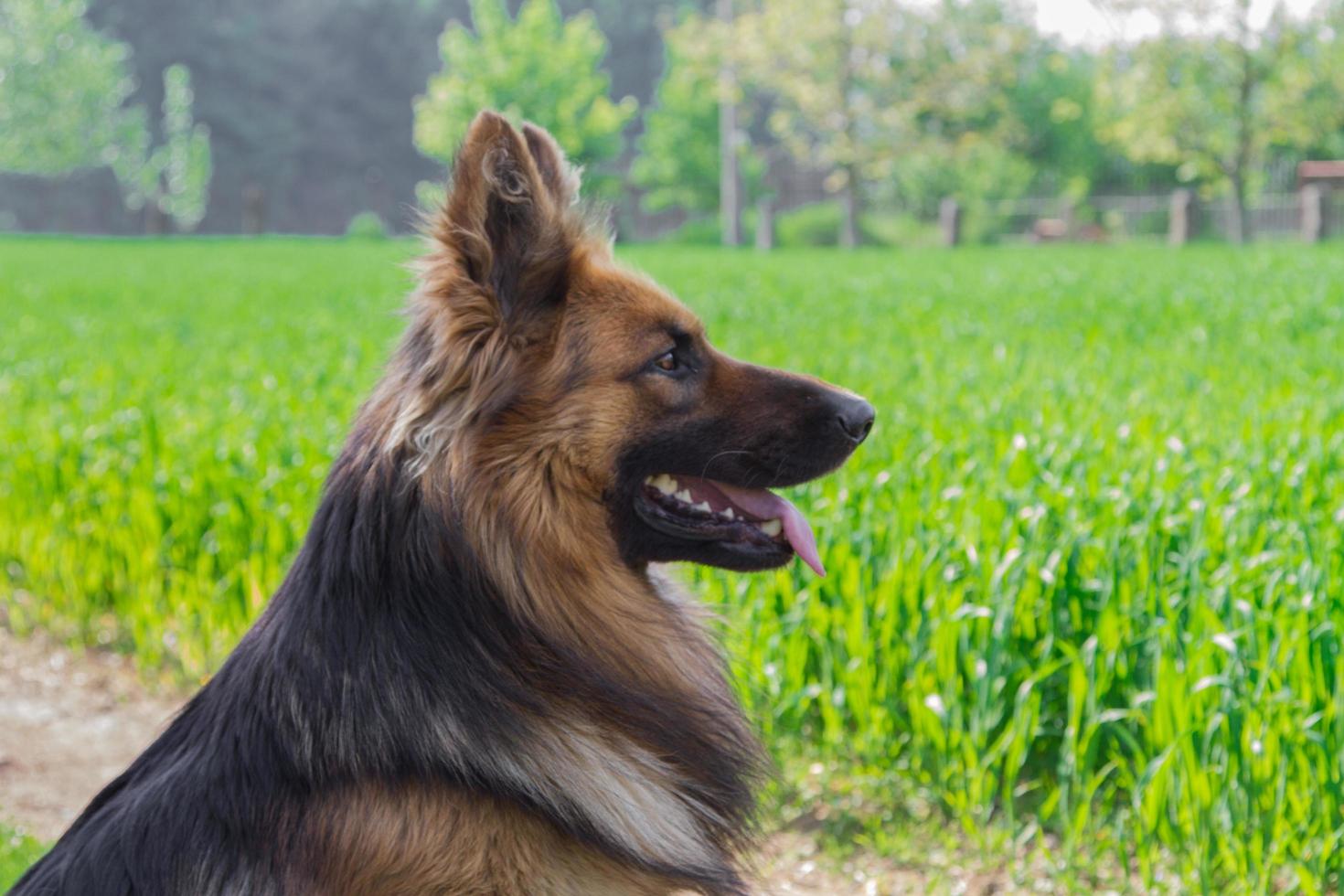 duitse herder zijaanzicht foto