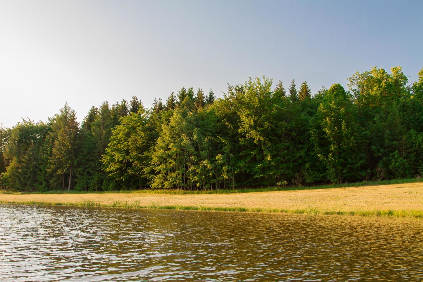 bomen en vijver foto