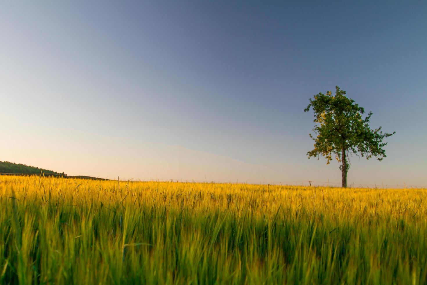 zomerlandschap met gerst en boom foto